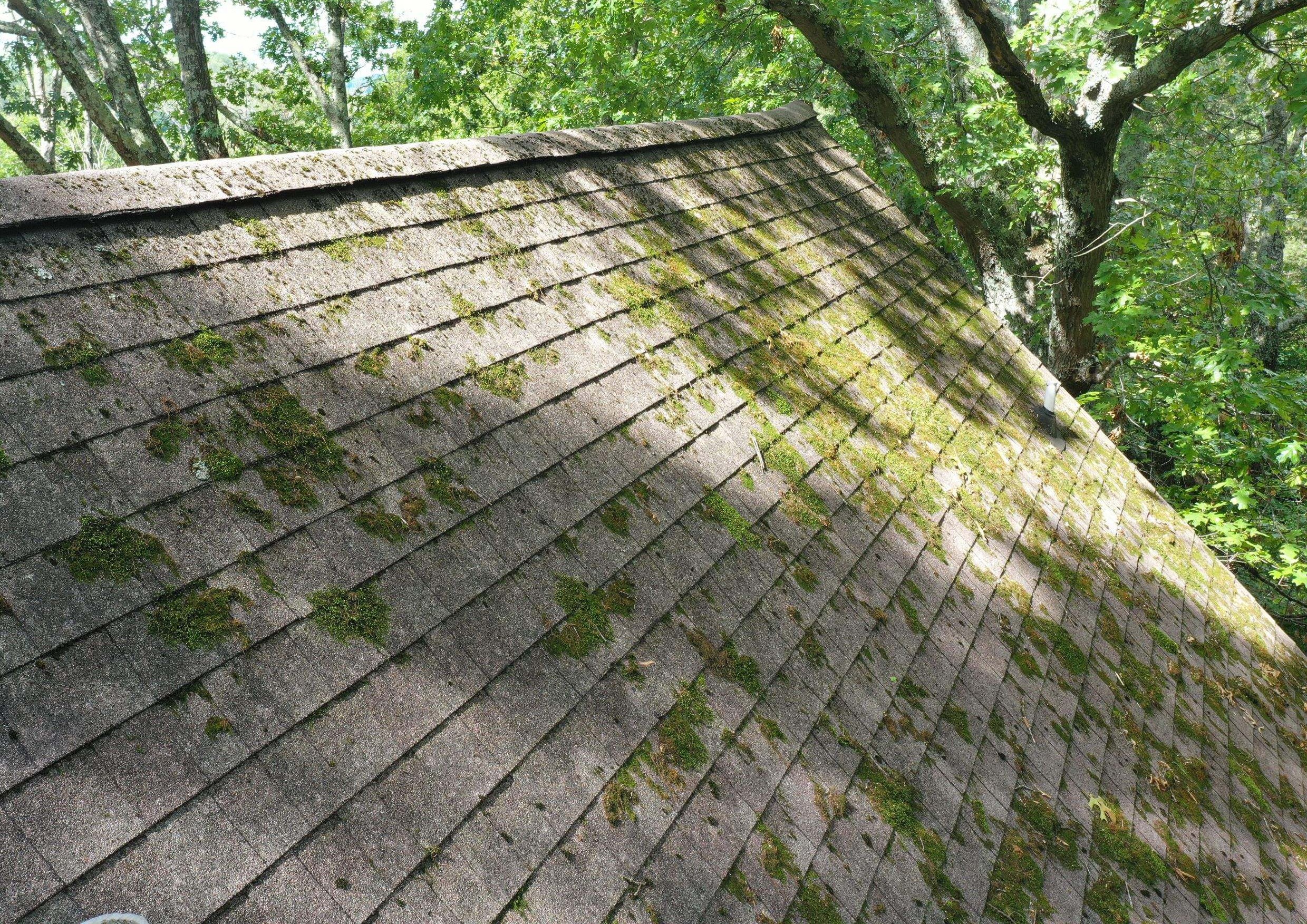 heavy moss growth on garage roof
